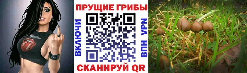 Галлюциногенные грибы мухоморы  Звенигород 